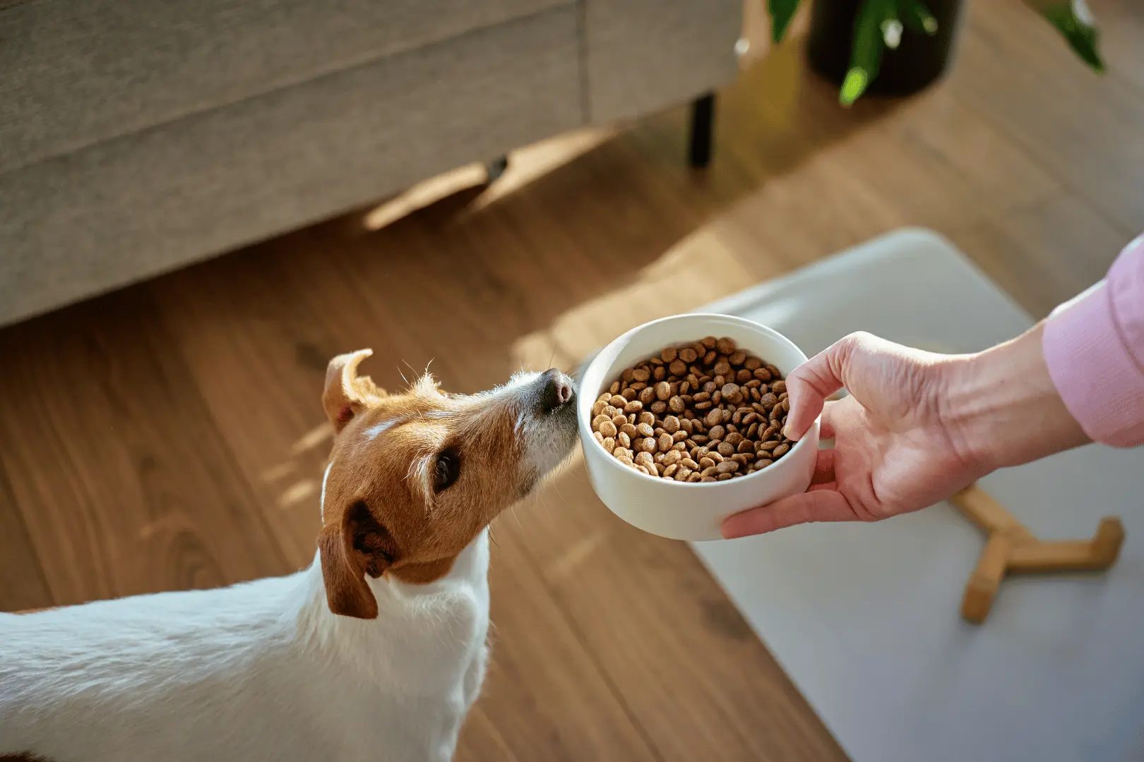 Jack Russell die snuffelt aan een bak brokken